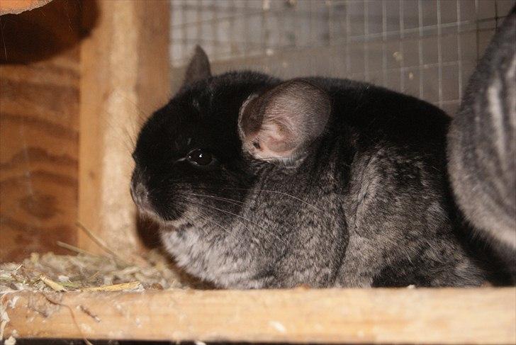 Chinchilla Stitch billede 1