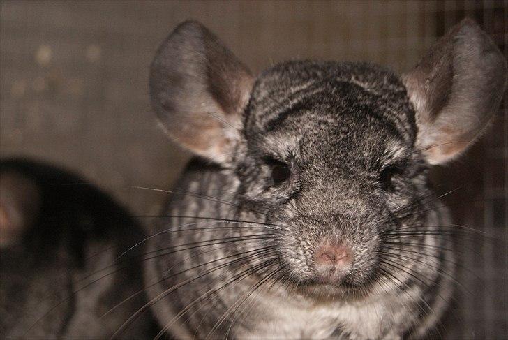 Chinchilla Lilo billede 1