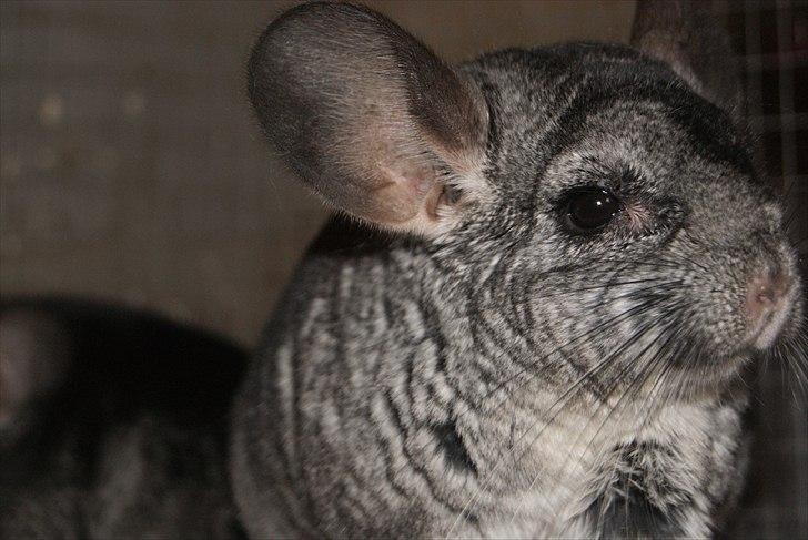 Chinchilla Lilo billede 12