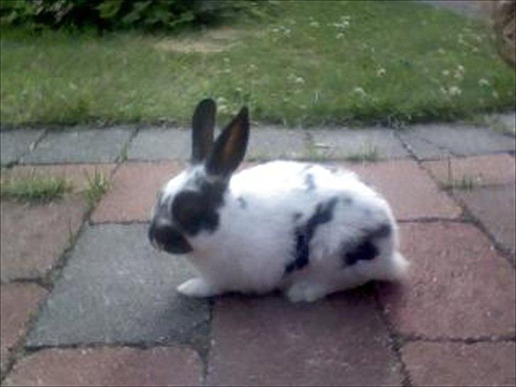 Kanin Jynx - Jynx er opkaldt efter en Pókemon xD billede 2