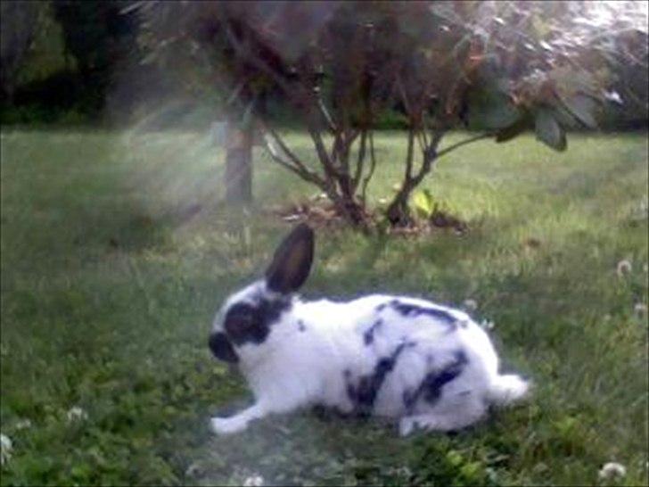 Kanin Jynx - Jah... nå man setter hende et nyt sted, som hun ikke kender, klamre hun sig til jorden, som om tyndekraften ikke vil holde hende xD billede 3