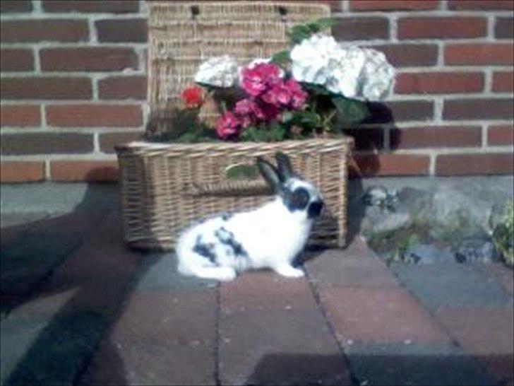 Kanin Jynx - Hehe xD Så blev hun stolt! <3 billede 4