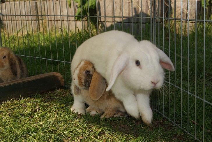 Kanin |DV| Aras´ Piccoli - Mor savner lidt at springe :) Og Piccoli hjælper hende lidt med at holde den slanke linje :P billede 10