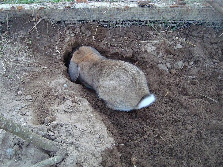 Kanin Talullah billede 10