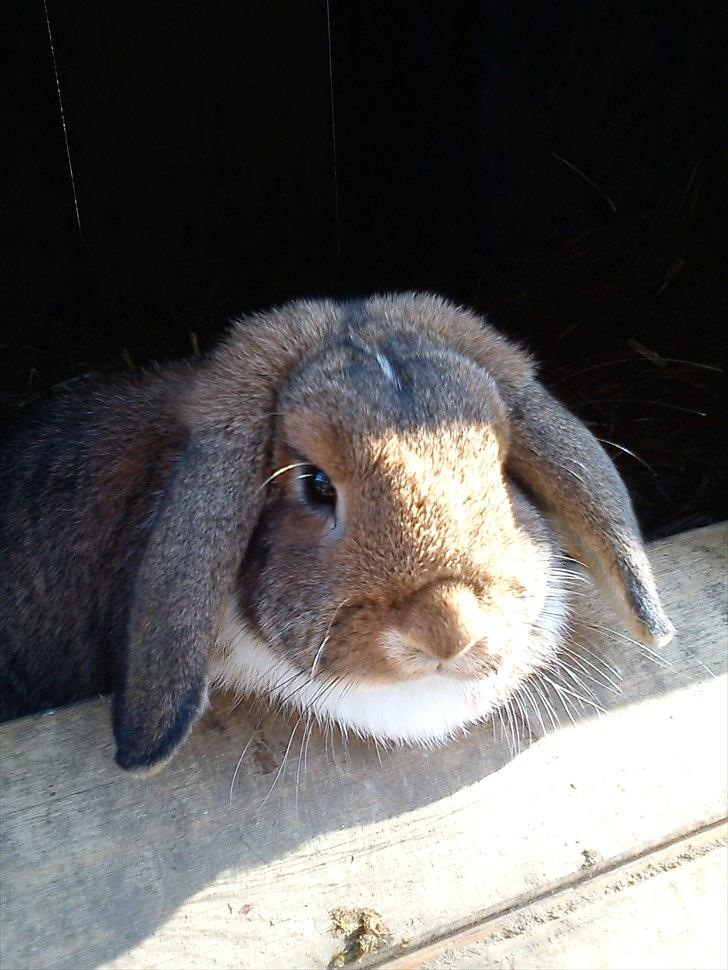 Kanin Talullah billede 11