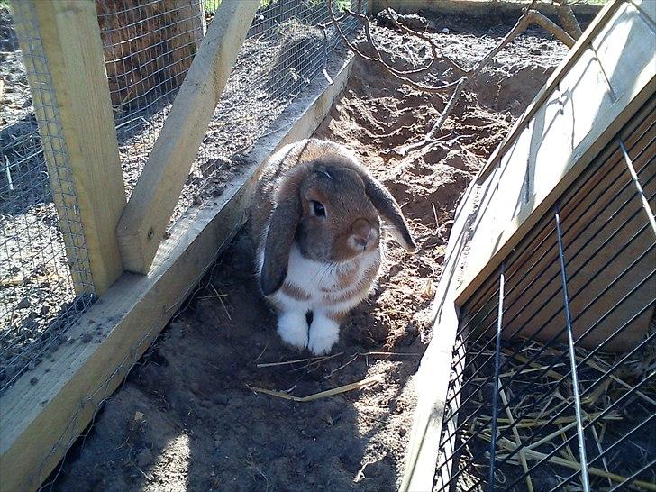 Kanin Talullah billede 12