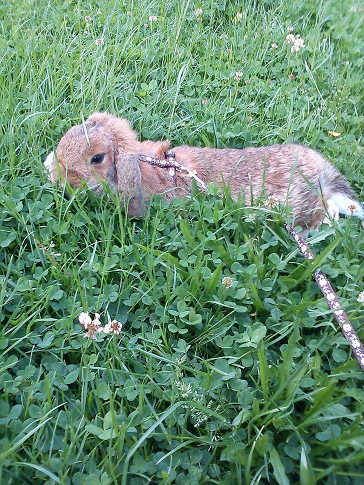 Kanin Talullah billede 13