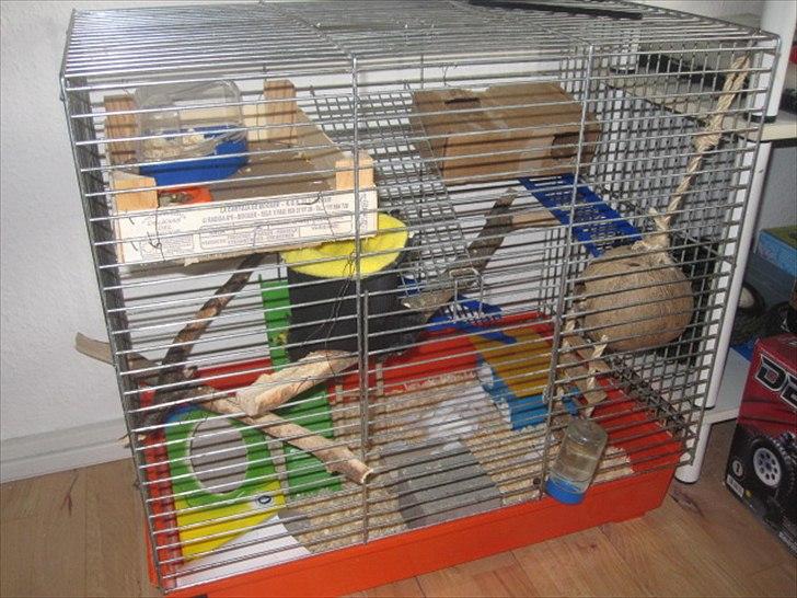 Hamster Malthes Brownie billede 19