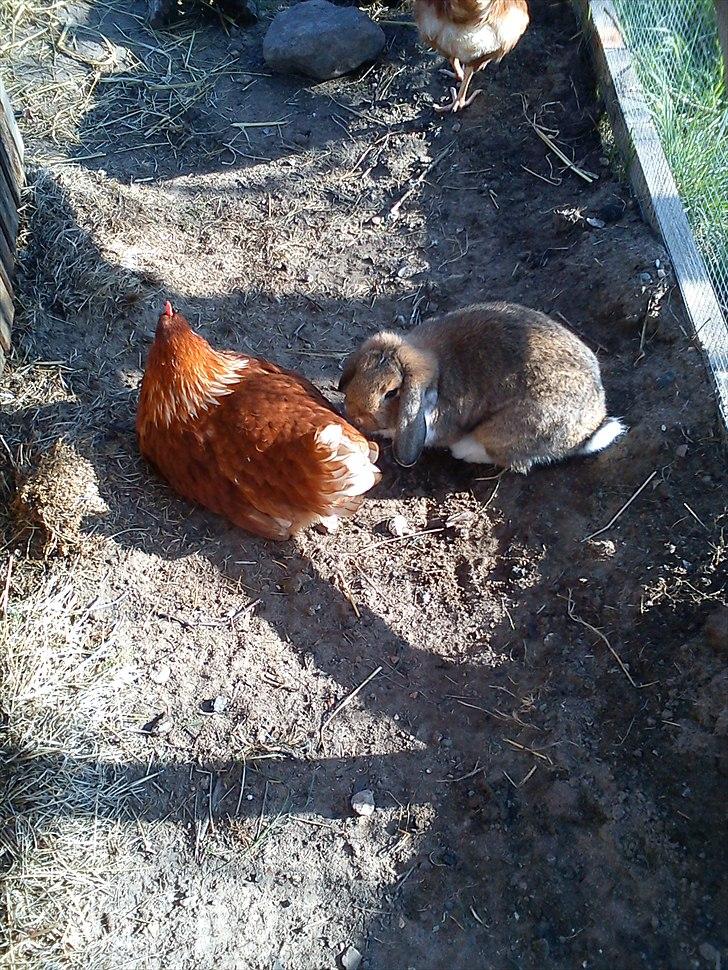 Kanin Talullah billede 14