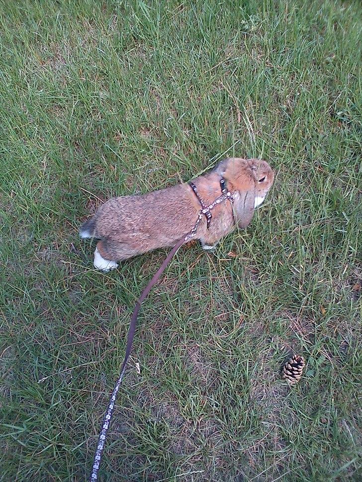 Kanin Talullah billede 15