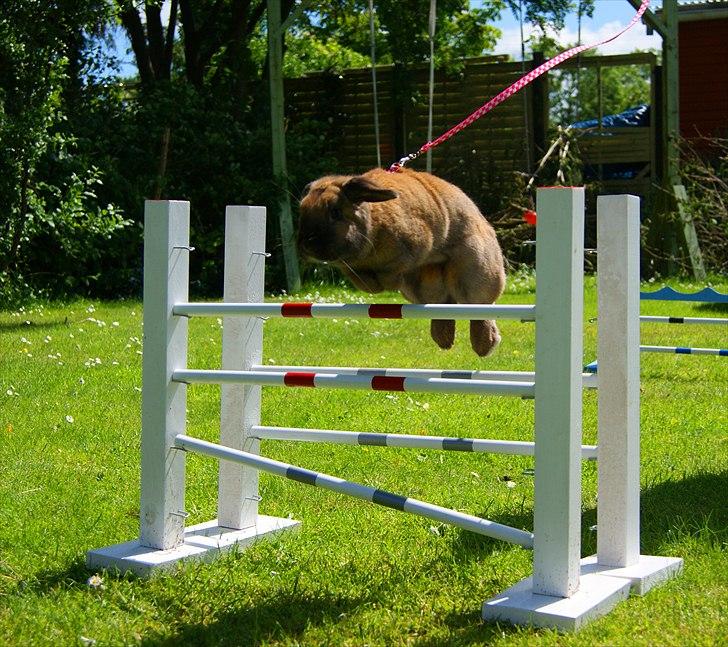 Kanin Hønsehusets Prazo Oneida billede 2