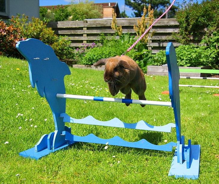 Kanin Hønsehusets Prazo Oneida billede 3