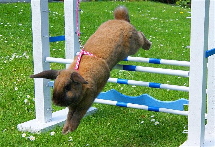 Kanin Hønsehusets Prazo Oneida billede 4