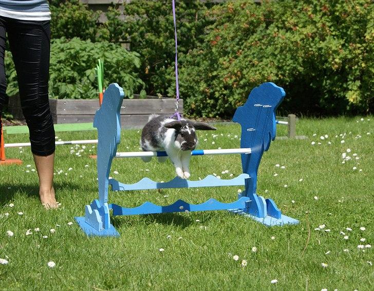 Kanin Taharas Flying Super Star billede 18