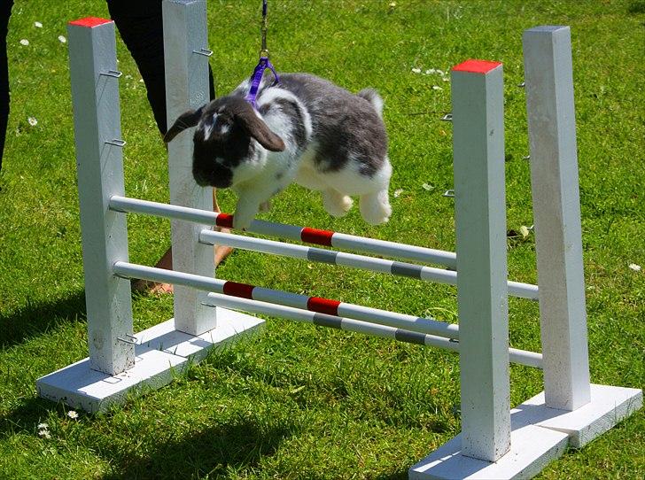 Kanin Taharas Flying Super Star billede 19