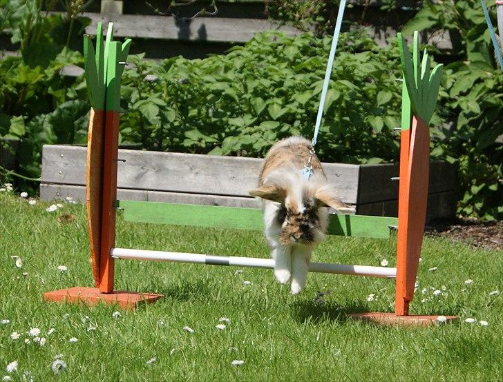 Kanin Jordbærgårdens Banzai billede 14