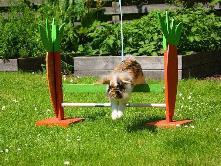 Kanin Jordbærgårdens Banzai billede 1