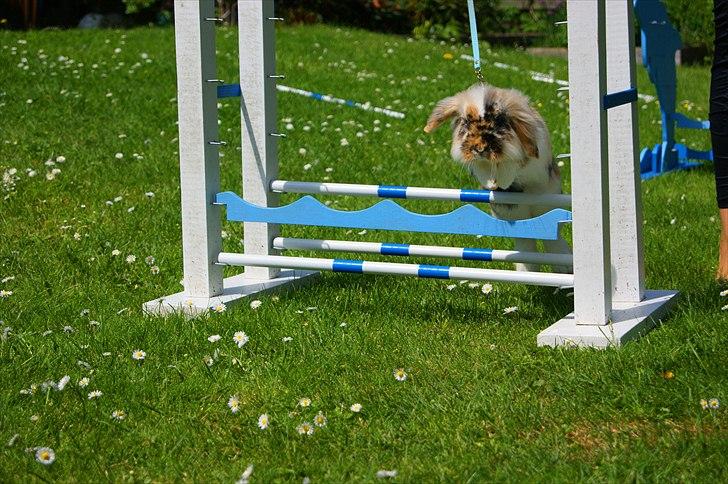 Kanin Jordbærgårdens Banzai billede 15