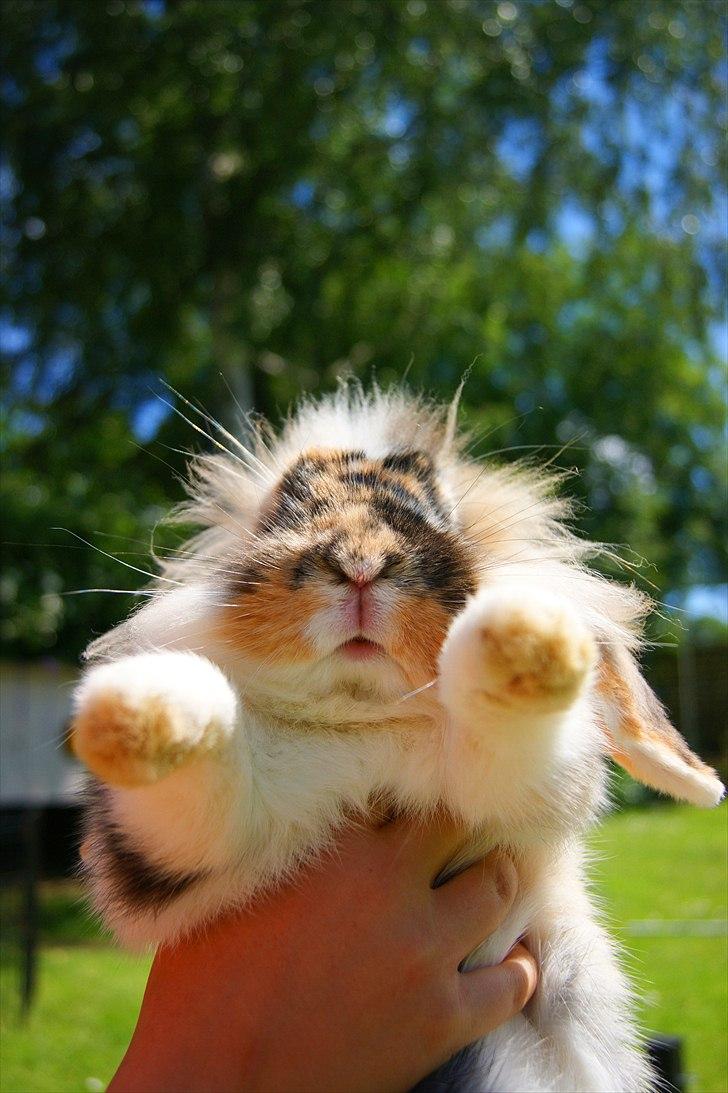 Kanin Jordbærgårdens Banzai billede 16