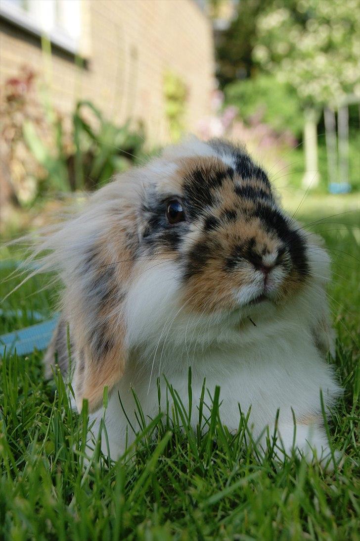 Kanin Jordbærgårdens Banzai billede 17