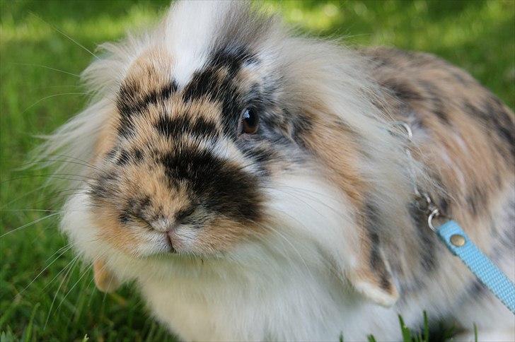 Kanin Jordbærgårdens Banzai billede 18