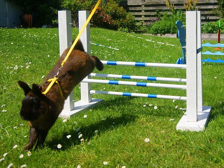 Kanin Guf´s Mikkel billede 10