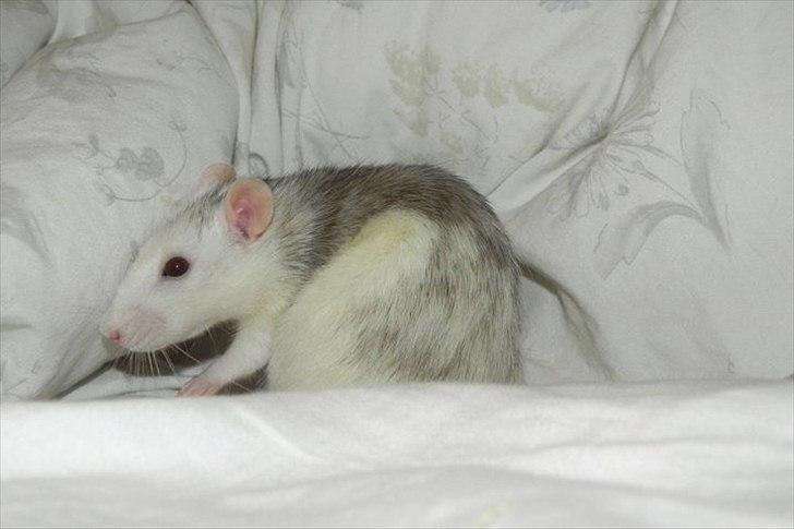 Tamrotte Ditte JUMPER (dehlight) - lille model <3
// rotte-kommensammen ved sabine her ditte som model ;)) billede 17