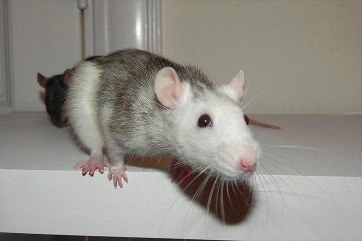 Tamrotte Ditte JUMPER (dehlight) - rotte-kommensammen hos sabine:D - her vil ditte gerne op til sin mooar billede 18