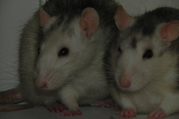 Tamrotte Ditte JUMPER (dehlight) - smuksakken ;) billede 1