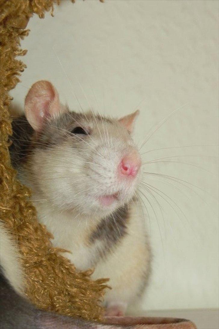 Tamrotte Dalia JUMPER<3<3  billede 1