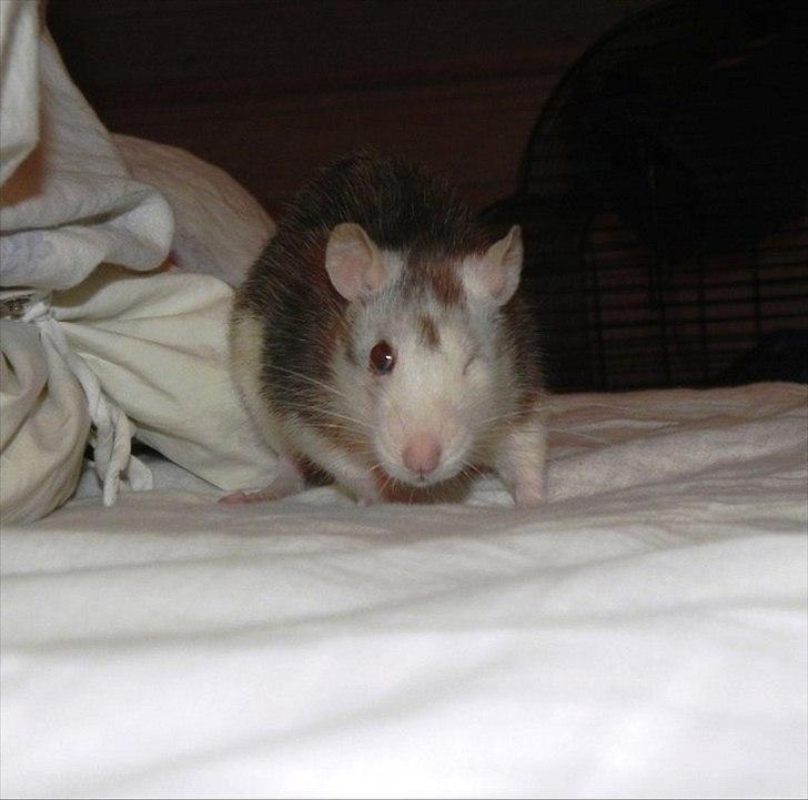 Tamrotte Dalia JUMPER<3<3  billede 9