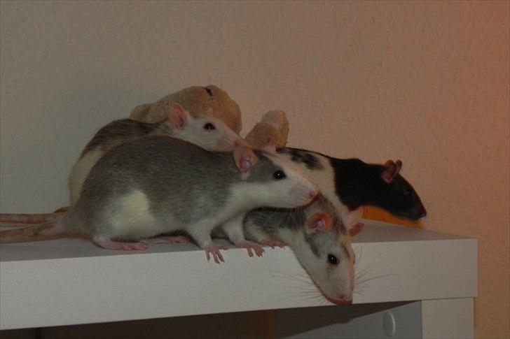 Tamrotte Dalia JUMPER<3<3  billede 11