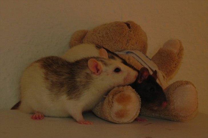 Tamrotte Ditte JUMPER (dehlight) billede 20