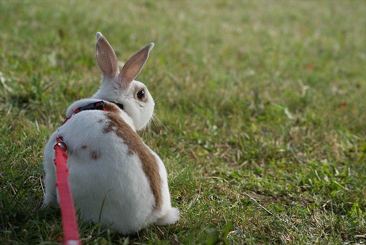 Kanin Lille Halv Måne billede 8