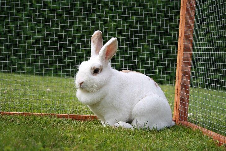 Kanin Lille Halv Måne billede 2