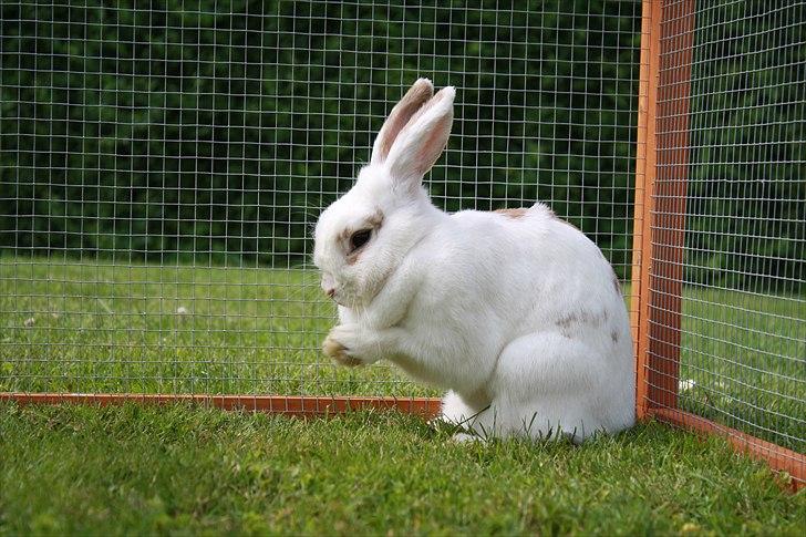 Kanin Lille Halv Måne billede 3