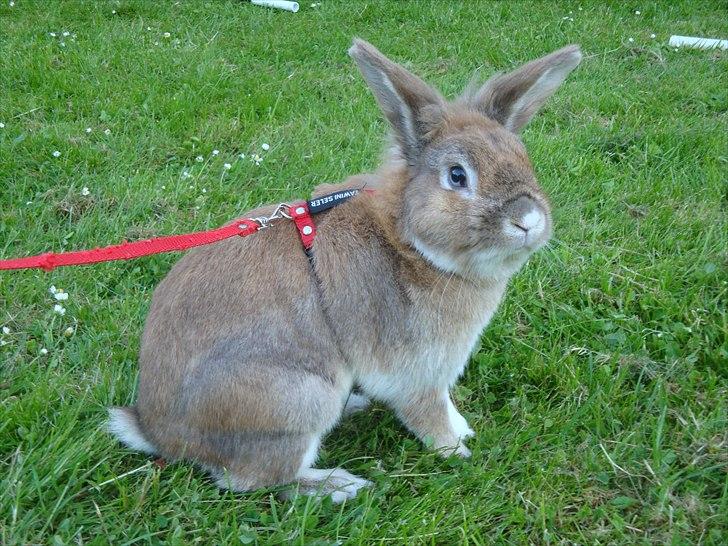 Kanin Lille-Skid R.I.P <3 billede 8