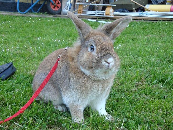 Kanin Lille-Skid R.I.P <3 billede 9