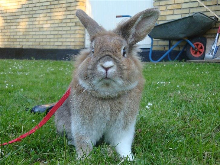 Kanin Lille-Skid R.I.P <3 billede 10