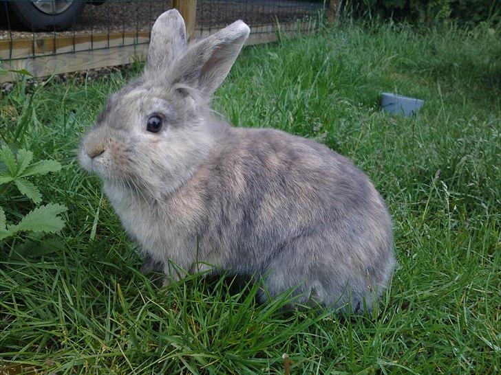 Kanin Ida Papaya billede 1