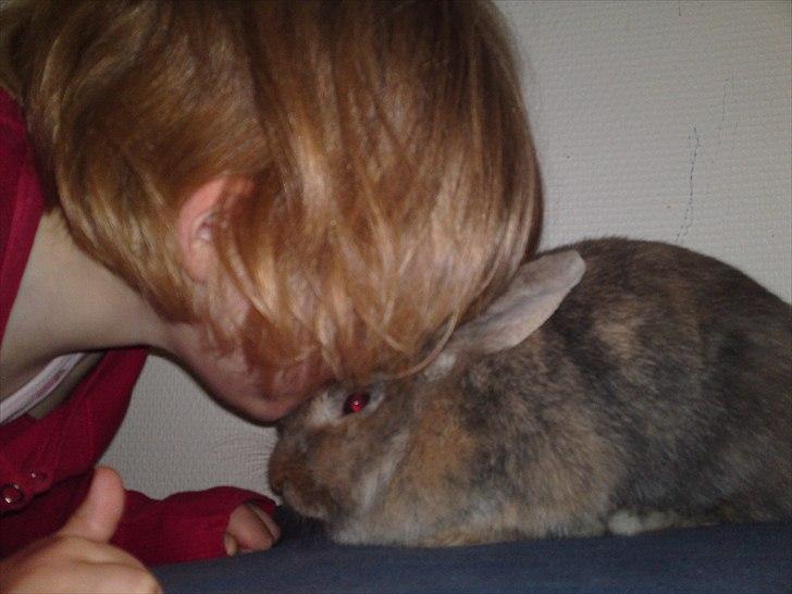 Kanin Ida Papaya billede 2