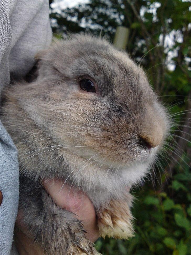 Kanin Ida Papaya billede 3