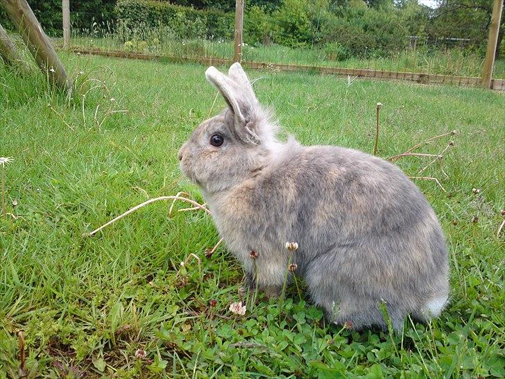 Kanin Ida Papaya billede 4