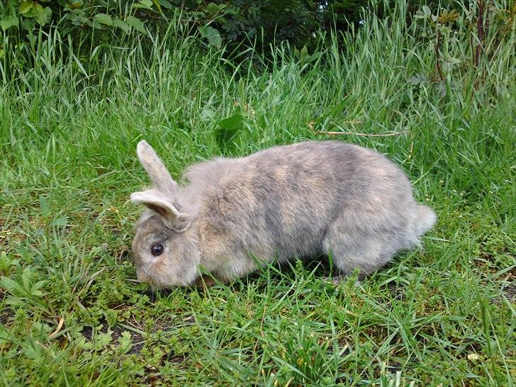 Kanin Ida Papaya billede 5