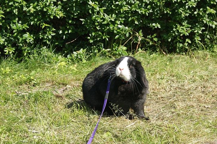 Kanin nimmer bodil billede 8