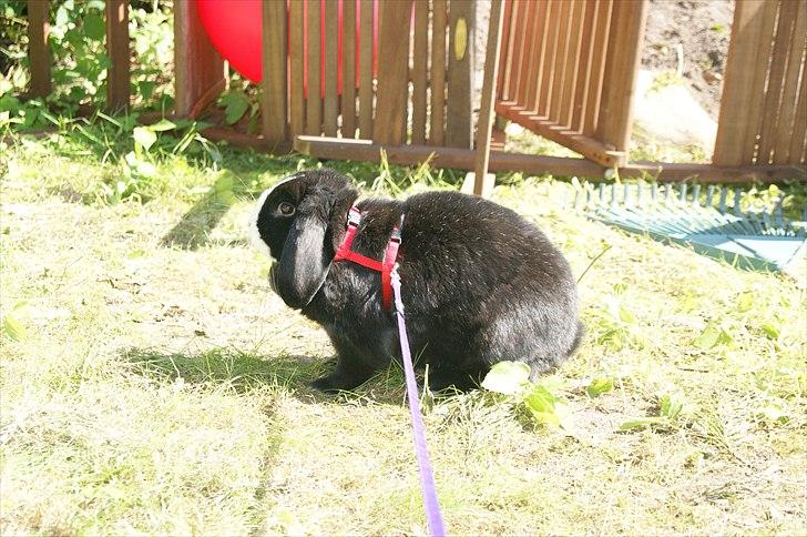 Kanin nimmer bodil billede 9