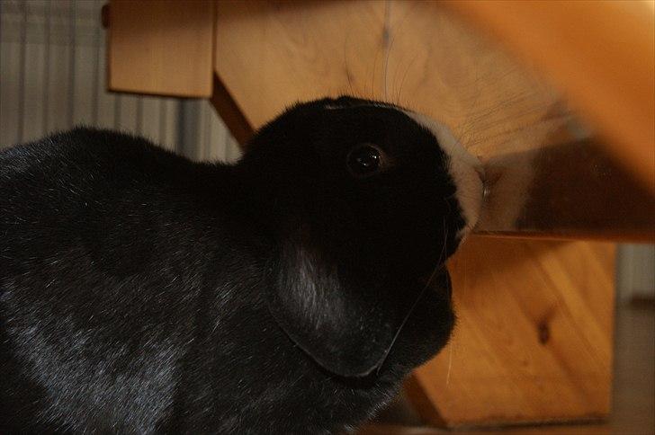 Kanin nimmer bodil billede 10