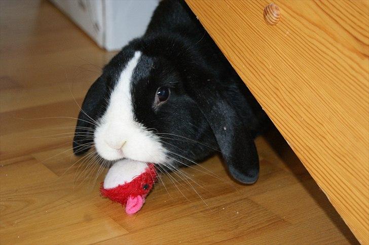 Kanin nimmer bodil billede 11