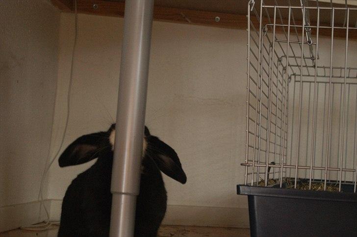 Kanin nimmer bodil billede 12