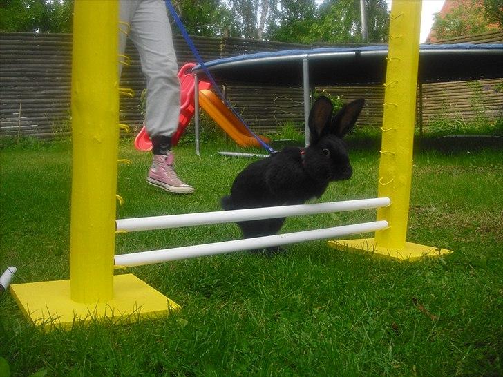 Kanin Sofiagaardens Rubber ball billede 13